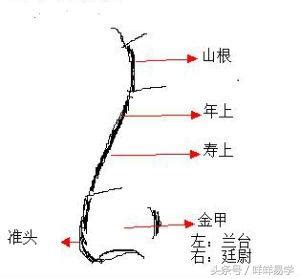 鼻翼生暗瘡面相|「面相」鼻樑上的癦、痣、痕、紋看對婚姻的影響，鼻。